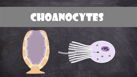 Choanocyte Structure & Function | Invertebrate Biology - YouTube