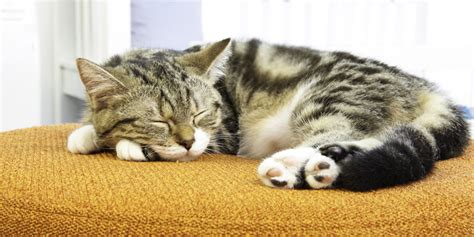 6 Interesting Facts About Your Cat’s Sleeping Habits