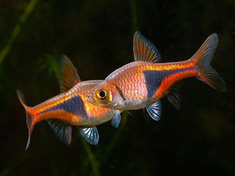 10 Ember Tetra Tank Mates You Need To Know About You Won't Believe #1