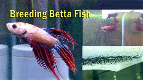 Betta Breeding - How To Breed Betta Fish 7 Step Guide Aqua Movement ...