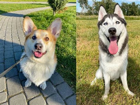 The Corgi Husky Mix: 7 Facts You Won't Believe You Didn't Know About ...