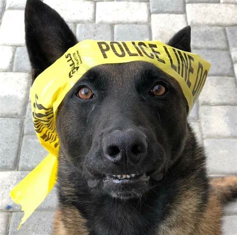 211 Police Dog Names For The Brave Ones - The Goody Pet