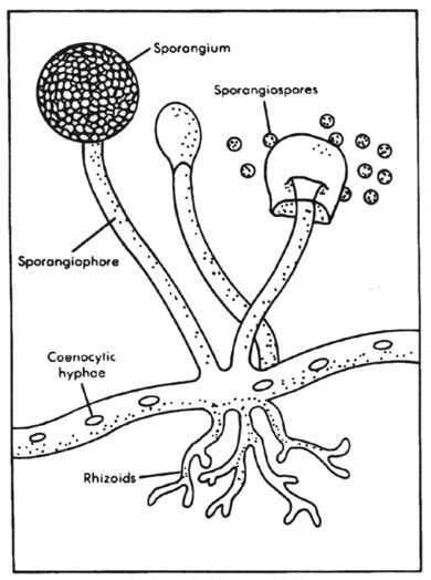 Penyakit yang Disebabkan Oleh Jamur Rhizopus | Fungi, Microbiology ...