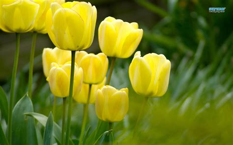 Yellow Tulip - Flowers Wallpaper (34611570) - Fanpop