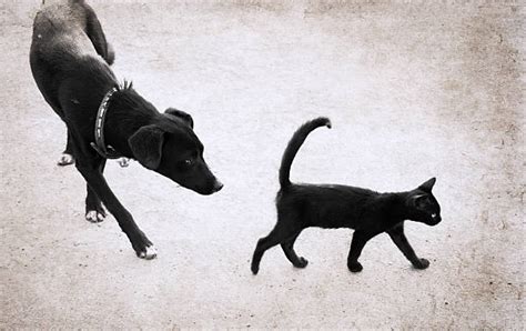 Cat Chasing Dog Photos Stock Photos, Pictures & Royalty-Free Images ...