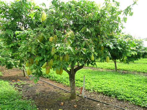 CURSO CULTIVO DE CARAMBOLA - Portal Matas de Minas