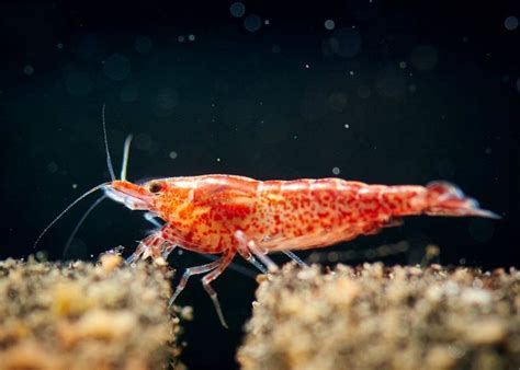 Cherry Shrimp Tank Mates: The Best For A Harmonious Aquarium