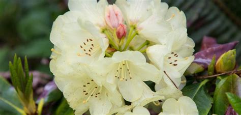 Ericaceae - Oceanside Garden