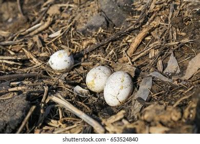 Two European Nightjar Eggs Caprimulgus Europaeus Stock Photo 406688068 ...