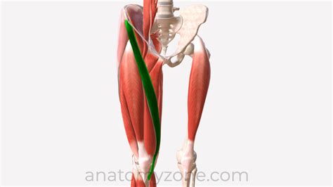 Sartorius - Origin, Insertion, Action, 3D Model | AnatomyZone