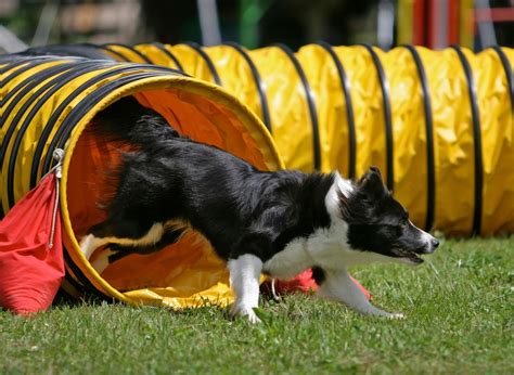 Border Collie Puppy Names 2023: Here are the 10 most popular puppy ...