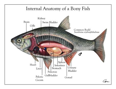 Fish Anatomy by ajgus on DeviantArt