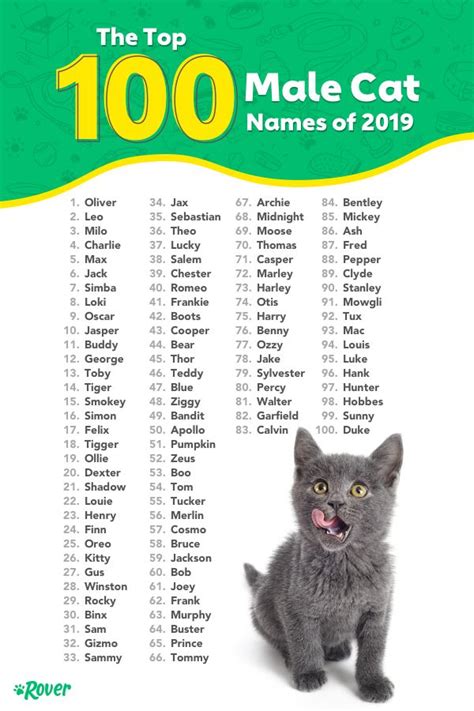 The 100 Most Popular Cat Names of All Time | Rover.com | Cute cat names ...