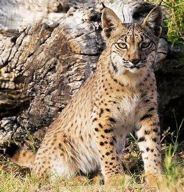 Photo Gallery - Lynx Conservation