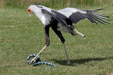 Secretary Bird vs Snake: The Amazing Foot Technique to Kill their Prey