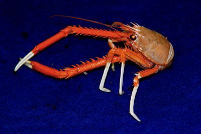 Deep-sea crabs seek food using ultraviolet vi | EurekAlert!