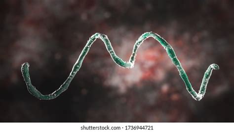 420 Spirochetes Images, Stock Photos & Vectors | Shutterstock