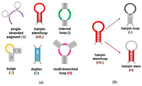 Secondary Structure Of Dna