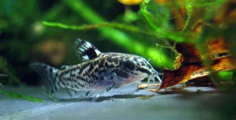 18 Best Pleco Tank Mates (With Pictures) | Aqua Movement