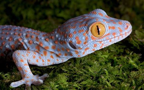 Tokay geckos were introduced in Texas, Belize, Hawaii, Florida, and ...