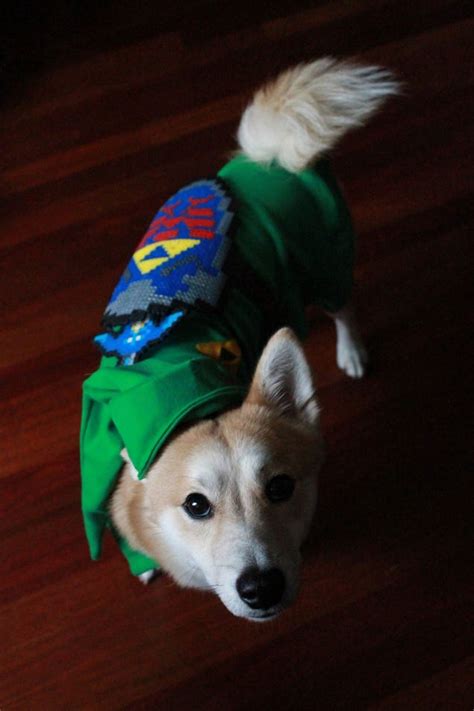 Cute Dog Cosplays As Link, Professor Layton (!)