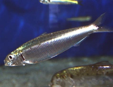 GOLDSTRIPE SARDINELLA LIFE EXPECTANCY