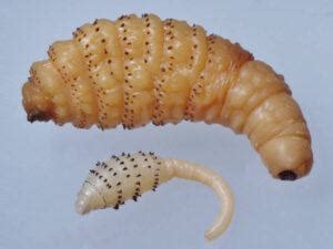 What Is A Botfly Larvae? Learn About Nature's Most Disturbing Parasite