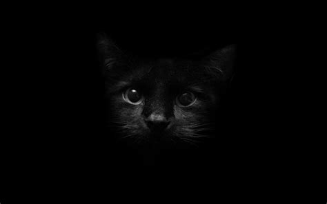 Black Cat HD Wallpapers - Wallpaper Cave