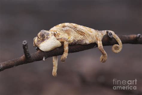 Common Chameleon Photograph by Alon Meir