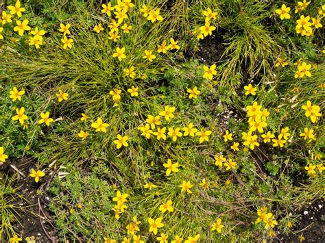 FOCA Stock | Small yellow flowers, Flowering vines, Yellow flowers