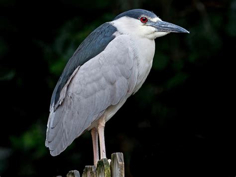 Black Crowned Night Heron Baby