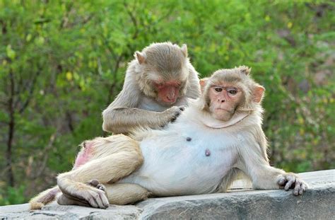 Rhesus Monkeys Grooming Photograph by Tony Camacho/science Photo ...