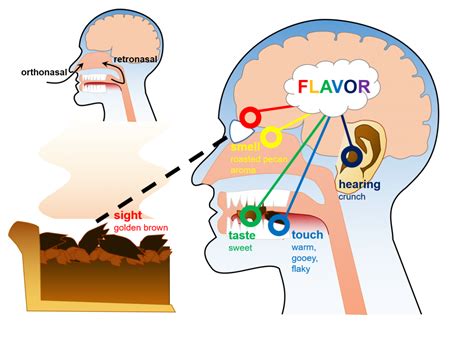 How Does Smell Affect Flavor Science Project