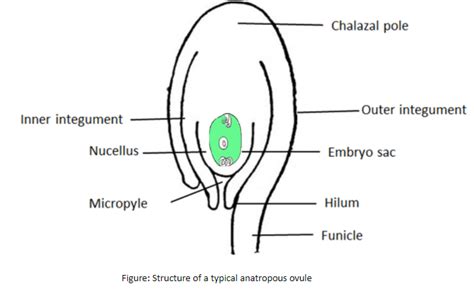 Draw a labeled diagram of an anatropous ovule and label six parts other ...