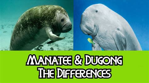 Dugong Vs Manatee