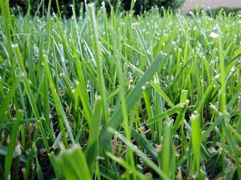 Types Of Grasses | Warm Season vs. Cool Season | RYAN Lawn & Tree