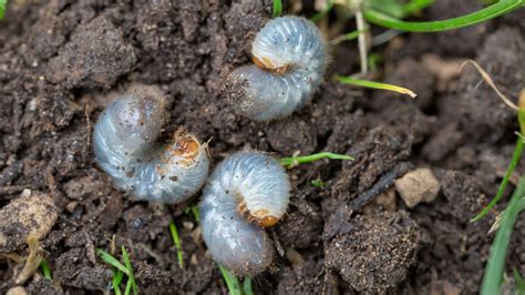 Grub Control in Grand Junction, Fruita & Palisade, CO | Mesa Turf Masters