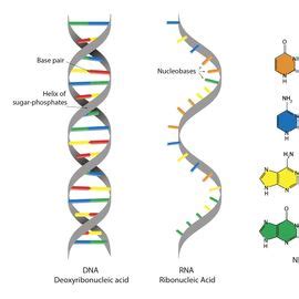 Describe 3 main differences between rna and dna. Describe three ...