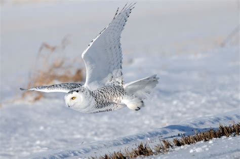 Snowy Owl Sightings | Snowy owl, Owl, Owl pictures