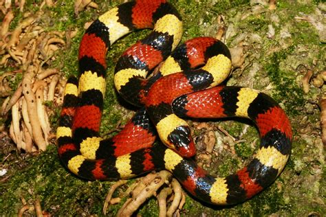 Scarlet Kingsnake | Scarlet kingsnake - NONVENOMOUS Native E… | Flickr