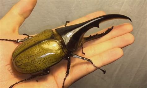 Hercules beetle (Dynastes hercules) - Our Planet