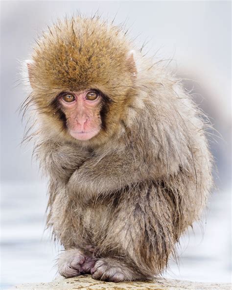 Baby snow monkey | Monkey photography, Japan autumn, Photography awards