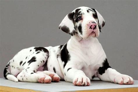 Harlequin Great Dane Puppies For Sale - All You Need Infos