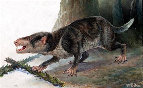 Mammal | Fossil Wiki | FANDOM powered by Wikia