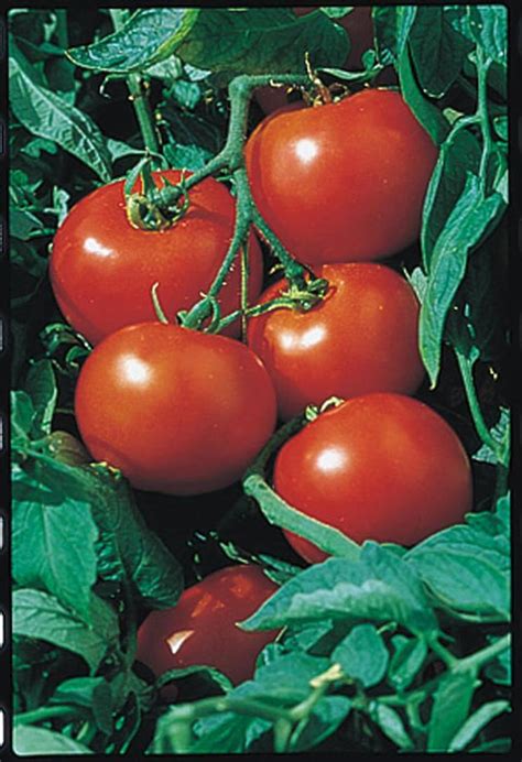 Rutgers Select VFASt Tomato Seeds — Seeds 'n Such