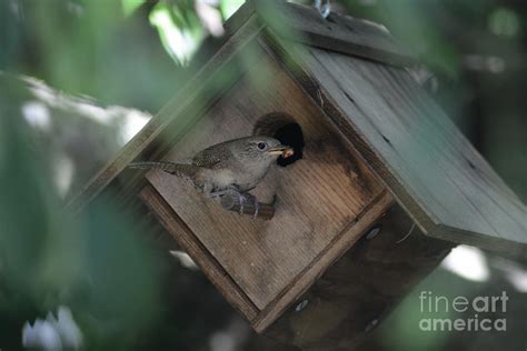 House Wren feeding young Photograph by David Murray