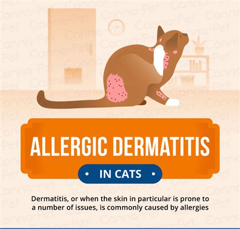 Cat Dermatitis: Symptoms, Causes Treatments | vlr.eng.br