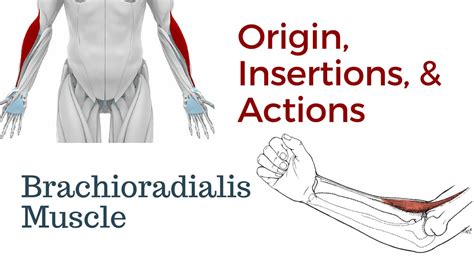 Brachialis: What Is It, Location, Function, And More, 52% OFF