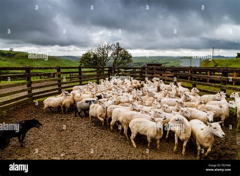 Sheep In A Pen Waiting To Be Sorted, Sheep Farm, Pukekohe, New Zealand ...