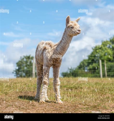 Baby alpaca hi-res stock photography and images - Alamy